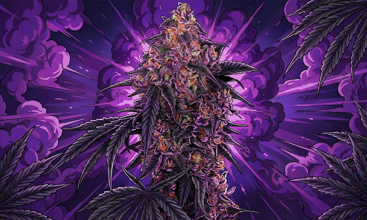 #20 - Mehr Purple, weniger Mythos - Was Purple Strains wirklich ausmacht