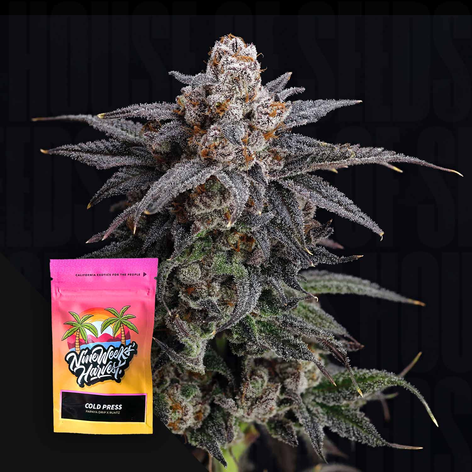 Nahaufnahme frostiger lila Cannabispflanze Cold Press von Nine Weeks Harvest neben farbenfroher Verpackung vor dunklem Hintergrund