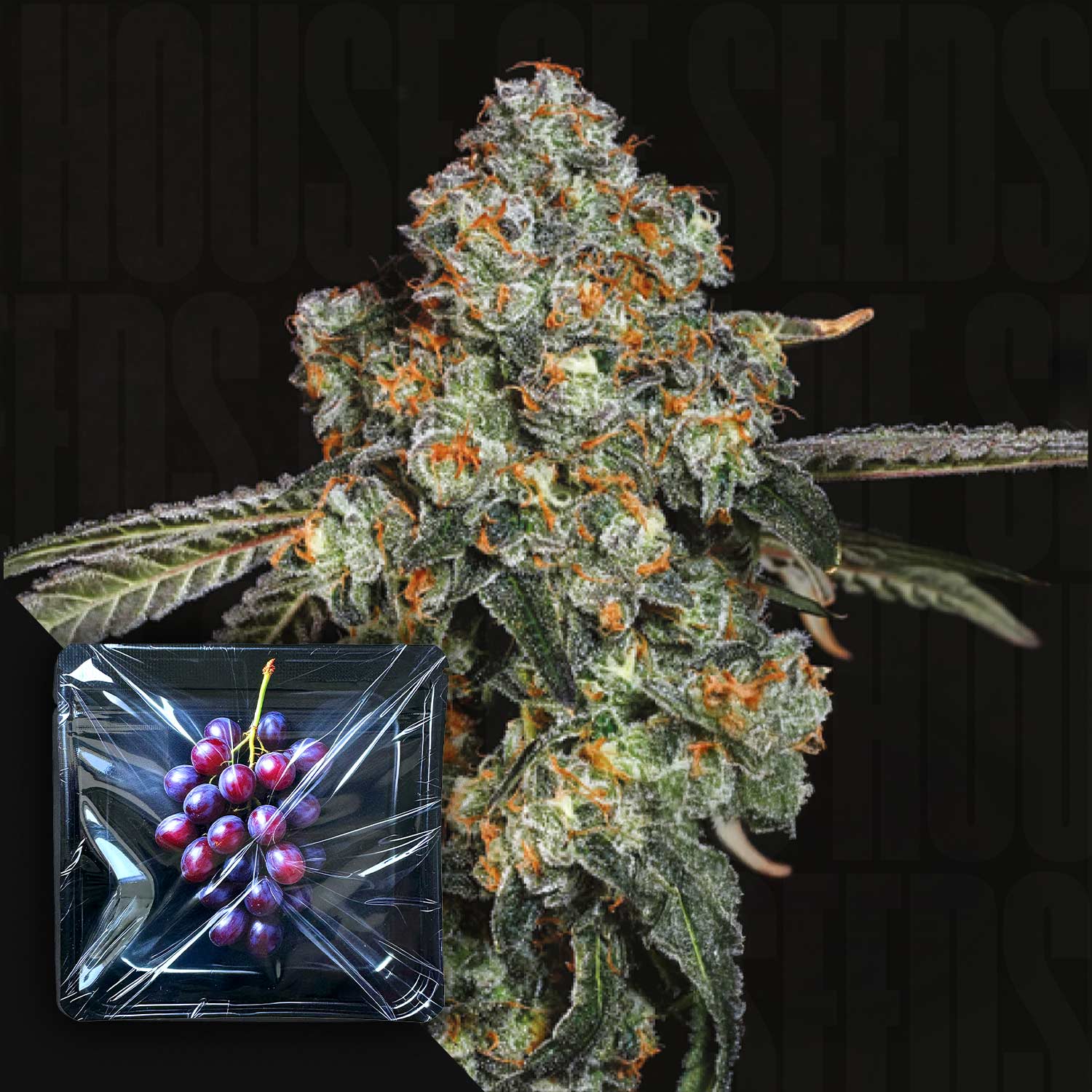 Nahaufnahme einer frostigen Dirty Grape Cannabisknospe von Nine Weeks Harvest mit orangen Haaren, vorne Tablett mit lila Trauben