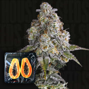 9WH-DID-3