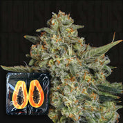 Nahaufnahme einer frostigen Funky Drip Knospe von Nine Weeks Harvest mit einer halbierten verpackten Papaya in der Ecke.