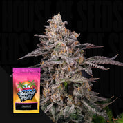 Nahaufnahme einer frostigen Cannabispflanze mit einer bunten Franklinz by Nine Weeks Harvest-Samentüte davor.