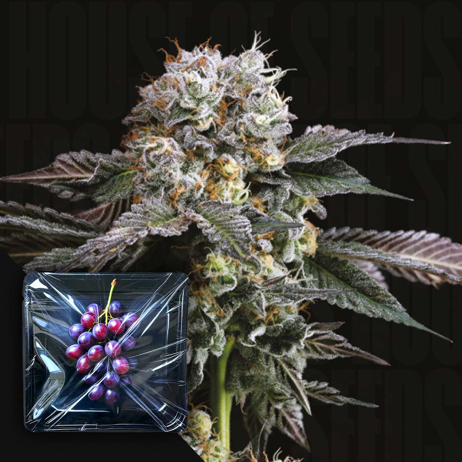 Nahaufnahme der violett gefärbten Knospe von Nine Weeks Harvest Hashdrip neben in Plastik verpackten Trauben.