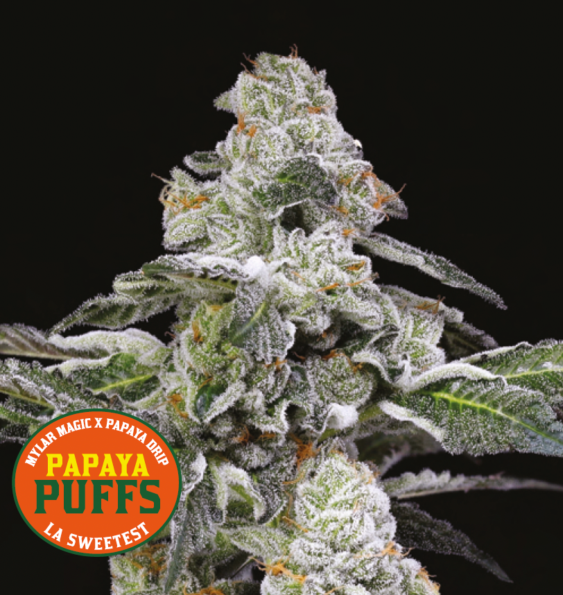 Nahaufnahme einer frostigen Cannabispflanze mit weißen Trichomen, Ecke zeigt Papaya Puffs Logo von Nine Weeks Harvest