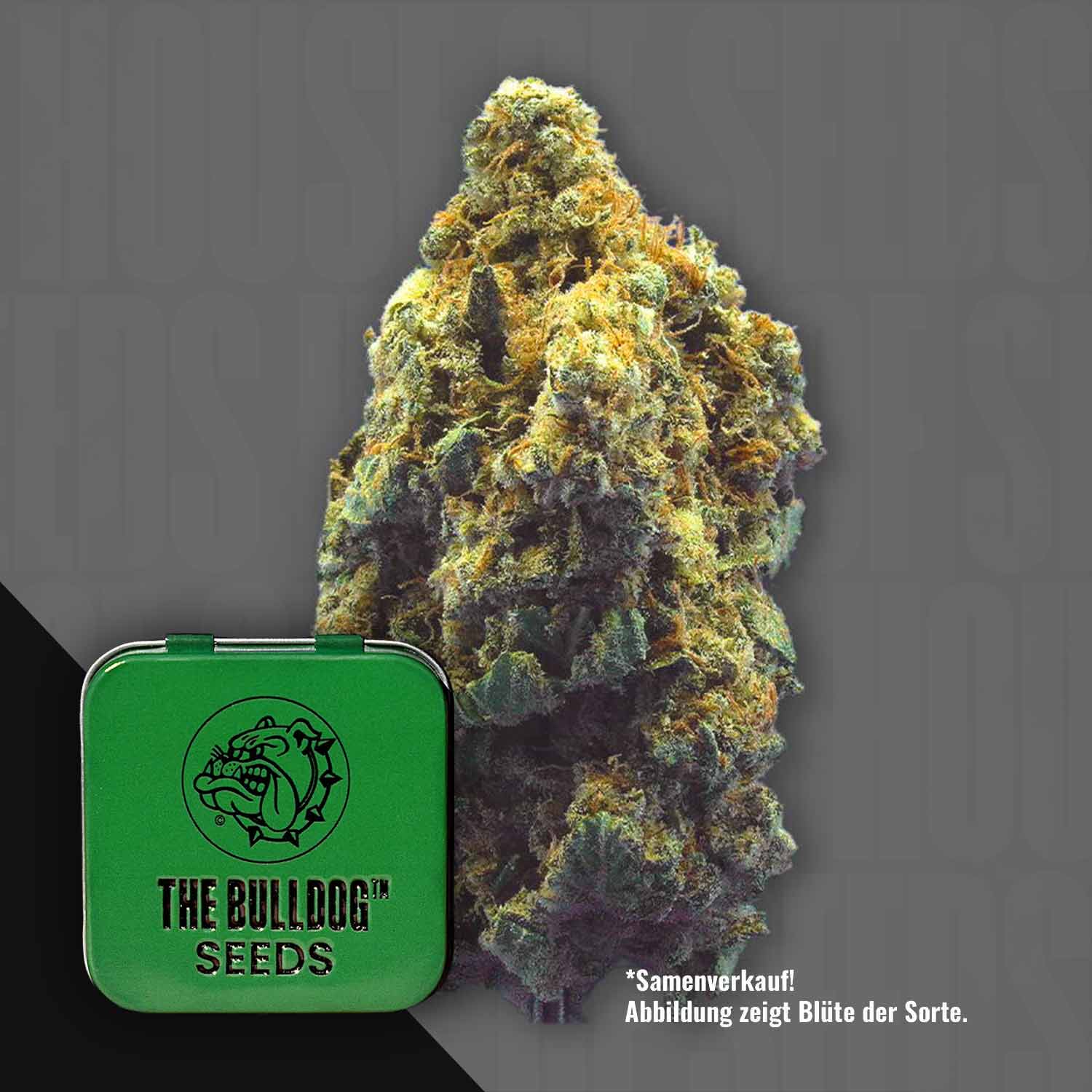 Eine große TB Kush Cannabis Knospe neben einer grünen The Bulldog Seeds Dose auf einem grauen Hintergrund.