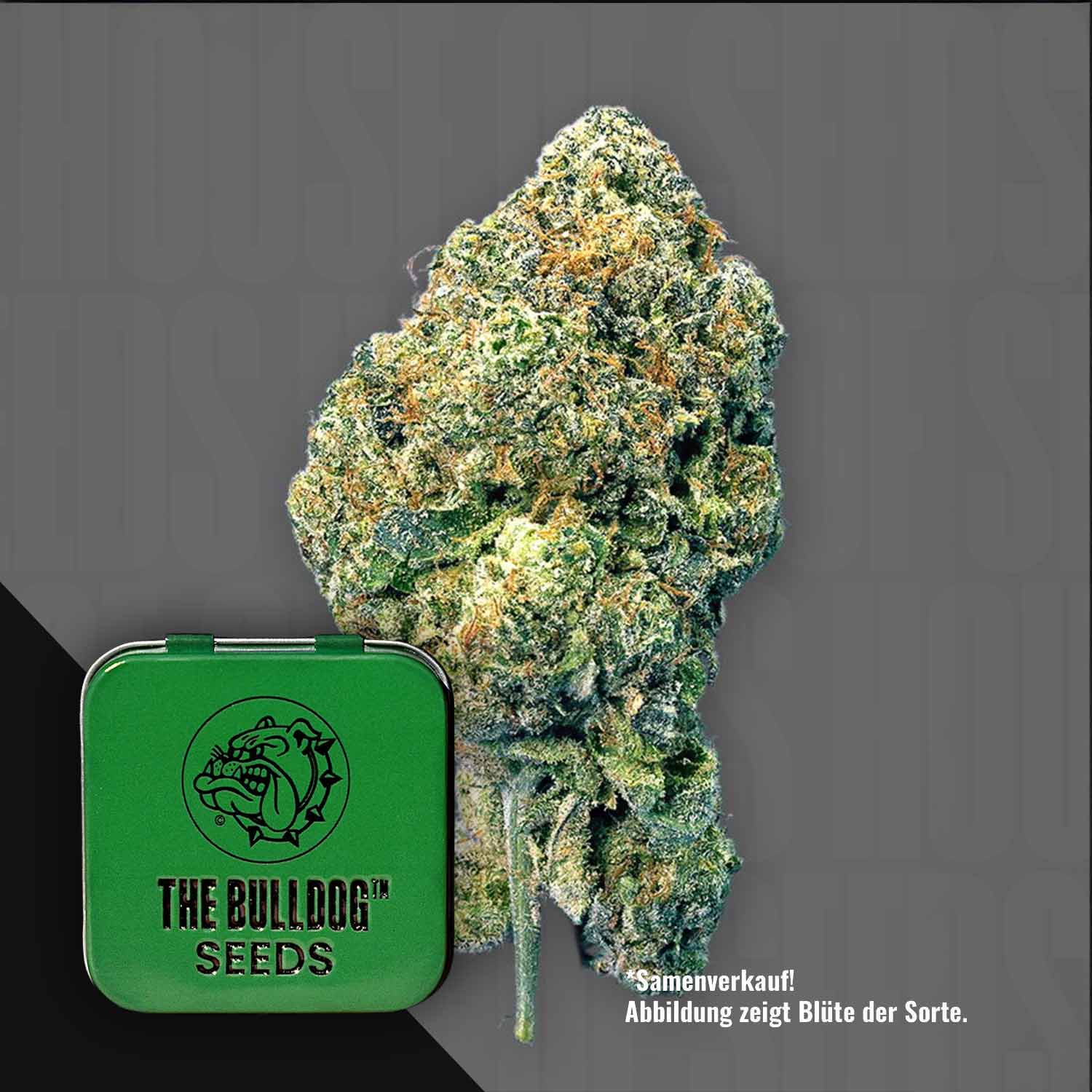 Eine Nahaufnahme der Cannabisknospe TB Runtz mit einer grünen The Bulldog Seeds-Dose im Vordergrund.