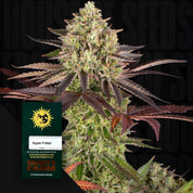 Dichte grüne Cannabisknospe mit lila Blättern, Apple Fritter Samenpäckchen von Barney’s Farm im Vordergrund vor dunklem Hintergrund