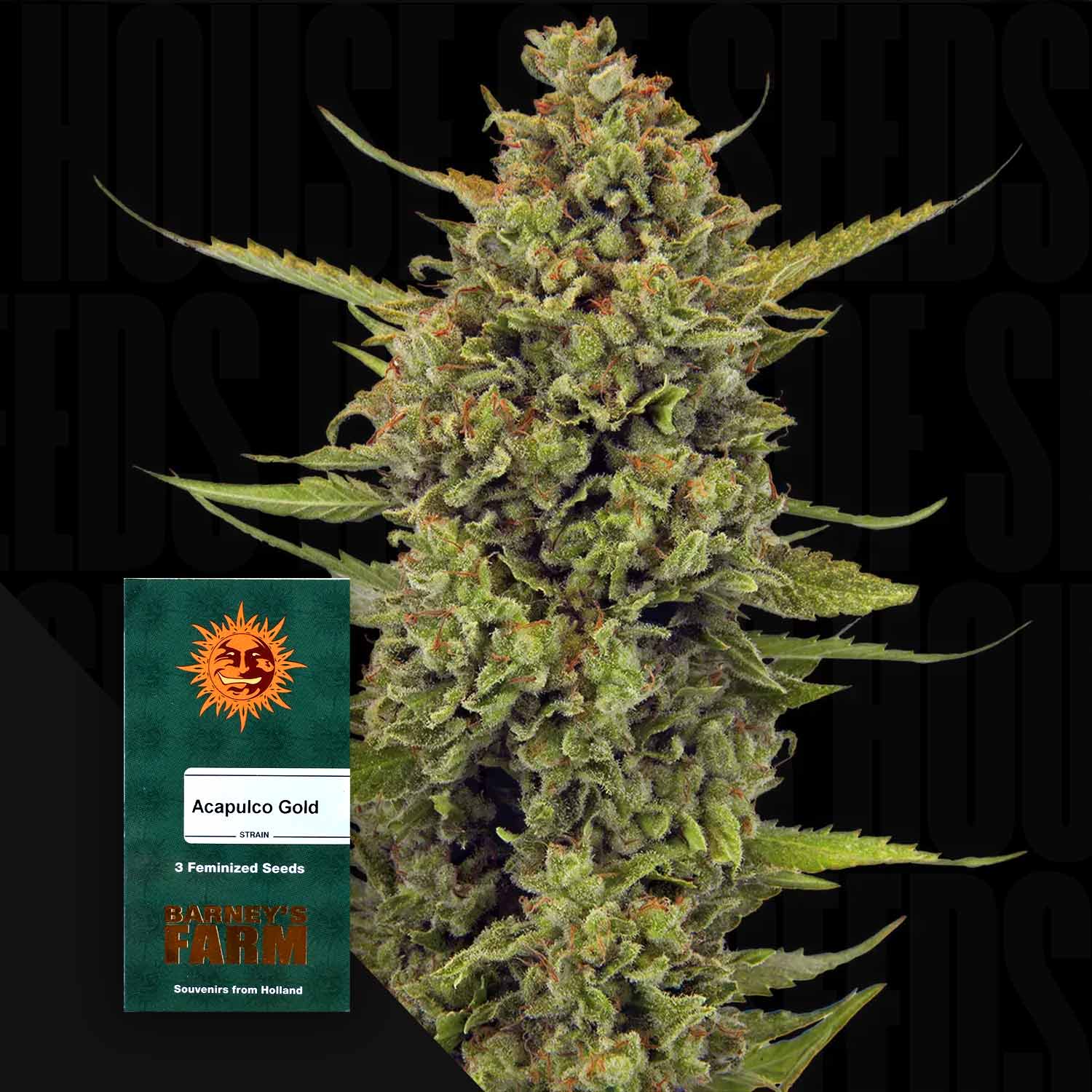 Dichte grüne Cannabisknospe mit orangefarbenen Haaren vor Barney’s Farm Samenpaket „Acapulco Gold“ auf dunklem Hintergrund