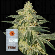 Nahaufnahme einer frostigen Afghan Hash Plant mit dichten Buds, vorne teilweise sichtbare Barney’s Farm Samenpackung