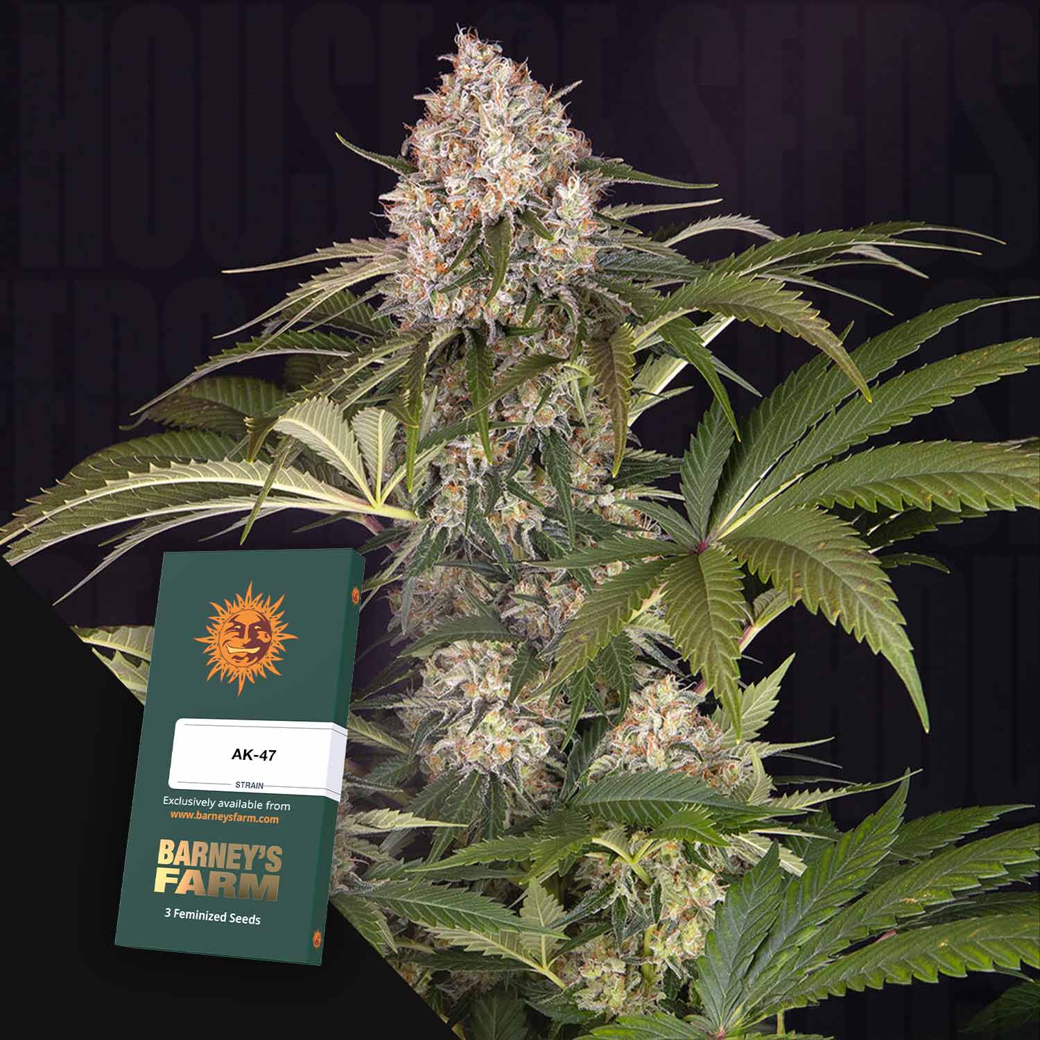 Eine blühende Cannabispflanze mit dichten Knospen neben einer Barney's Farm AK-47 Samenpackung.