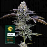 Blue Dream