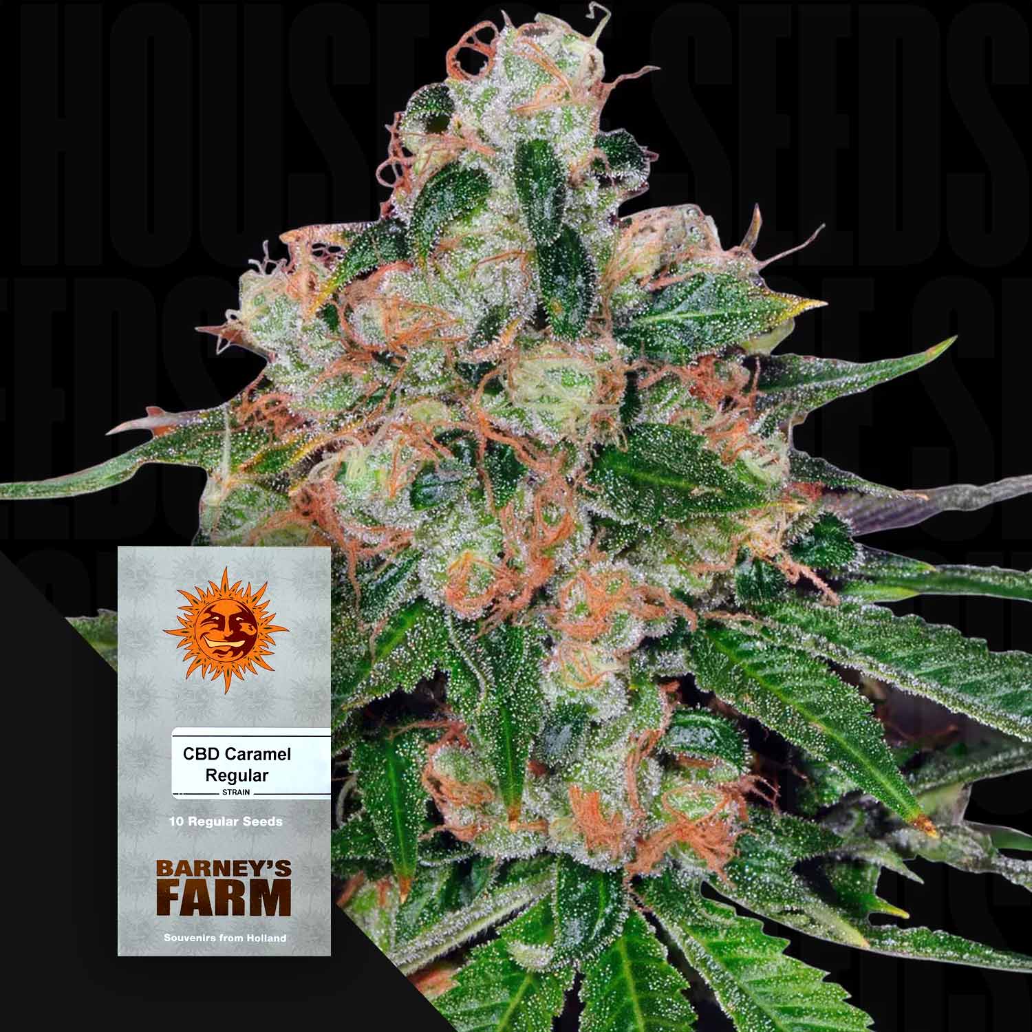 Nahaufnahme frostiger CBD Cannabisknospen mit orangen Härchen, vorne Barney’s Farm CBD Caramel Samenpaket mit Sonnenlogo