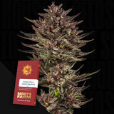 Frosted Zinn x Cookie Dog Auto