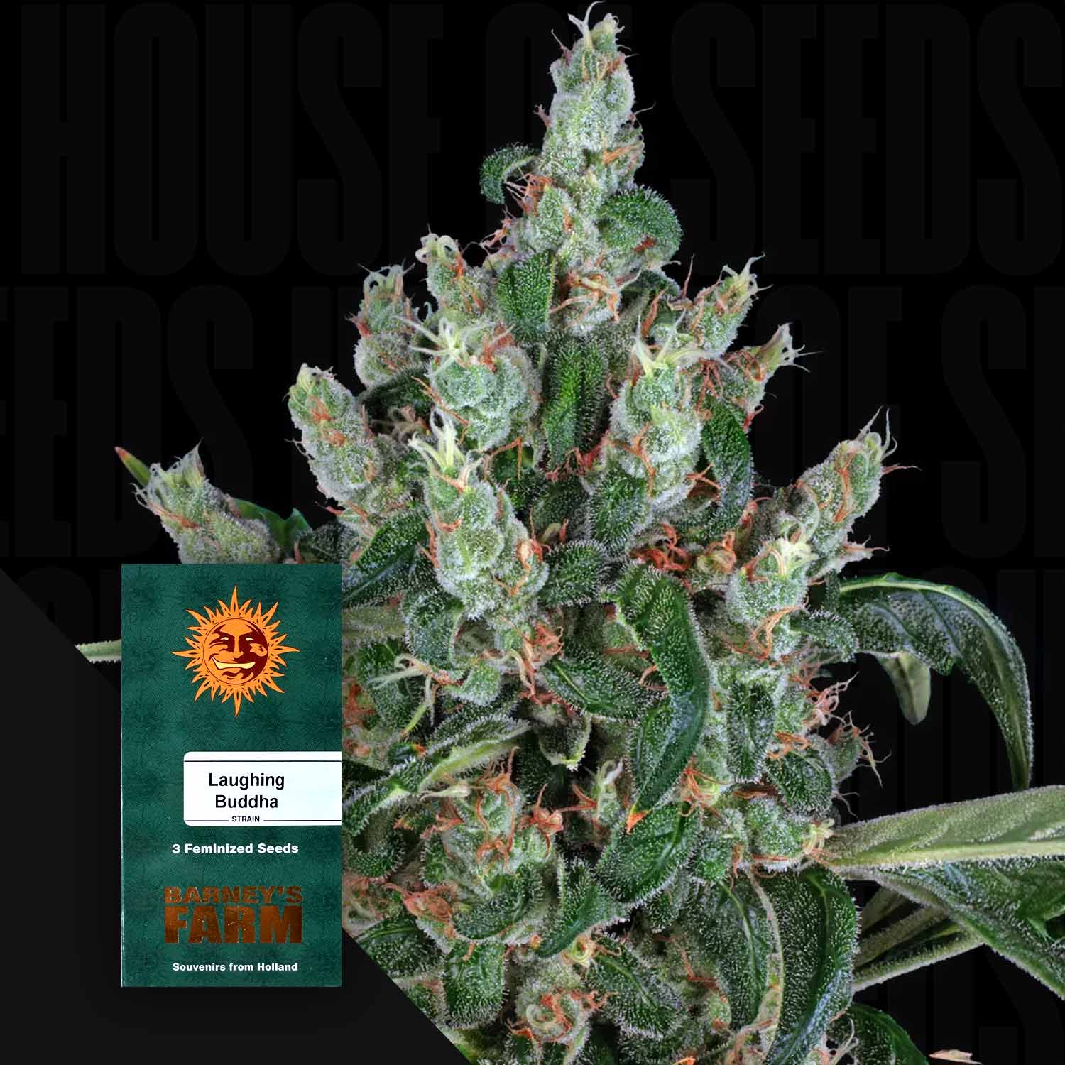 Nahaufnahme einer frostigen Cannabispflanze mit orangen Haaren vor schwarzem Hintergrund, unten links grünes Laughing Buddha Paket von Barney’s Farm