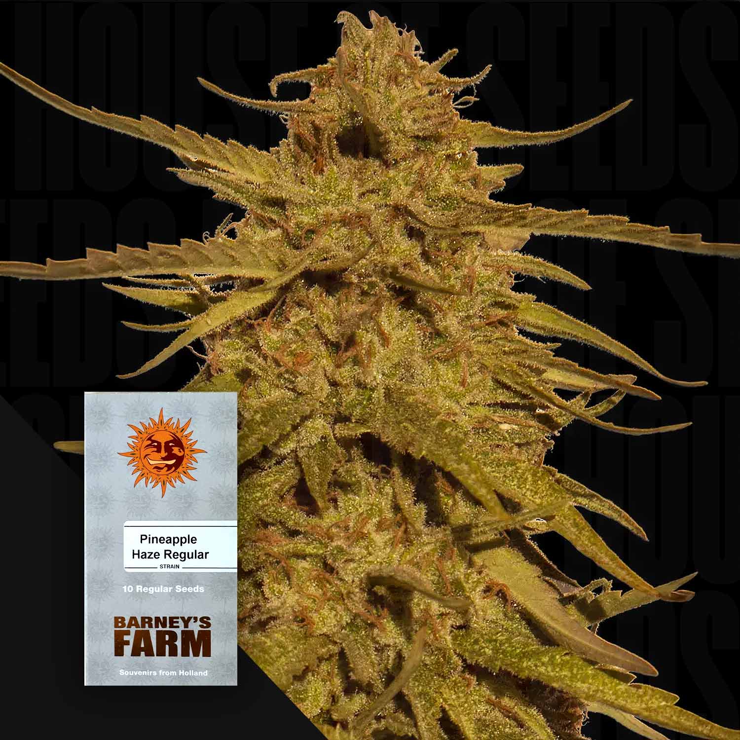 Pineapple Haze Cannabispflanze mit grünen und orangen Knospen, Barney’s Farm Samenpackung im Vordergrund
