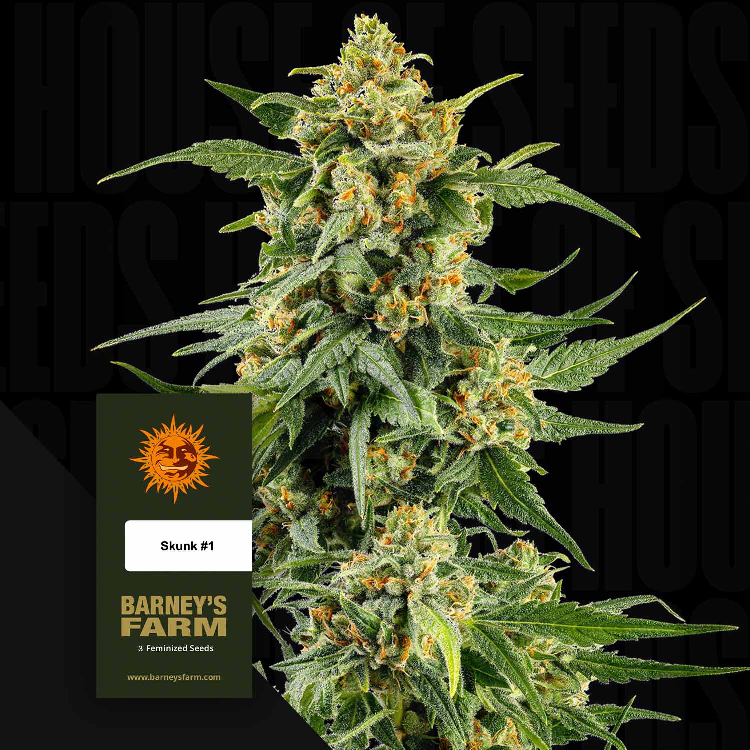 Eine Nahaufnahme einer Cannabispflanze mit dichten Knospen und einer Skunk #1 Samenpackung von Barney's Farm im Vordergrund.