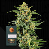 Skunk #1