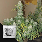 Boss Hogg Autoflowering