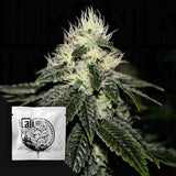 Chem 91 Sk Va