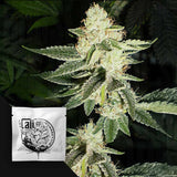 Louis XIII OG