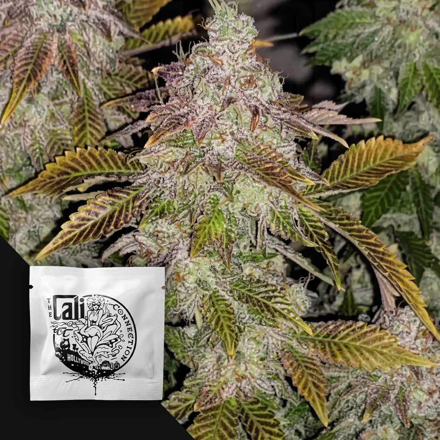 CC-818-0