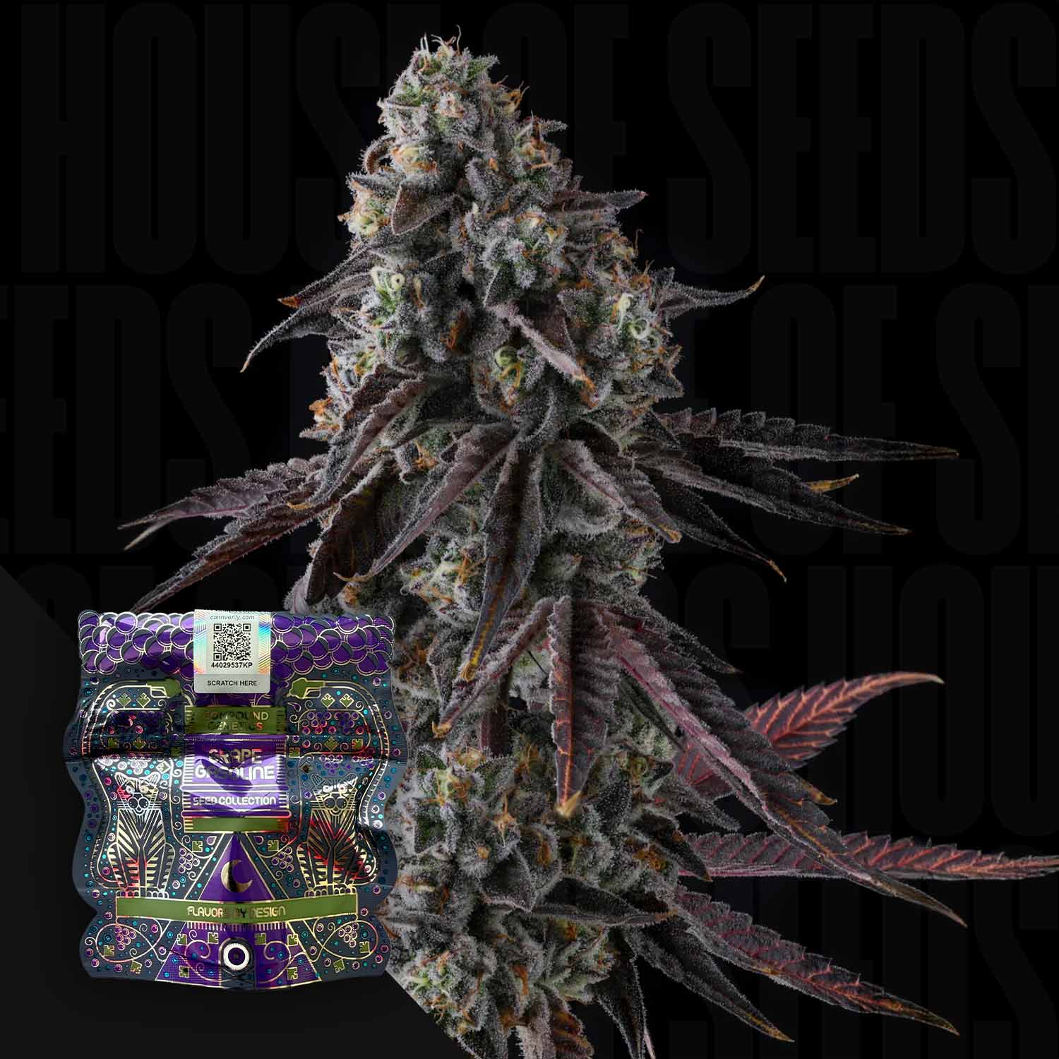 Eine Nahaufnahme von Fruit Riot von Compound Genetics mit violetten Farbtönen neben einer violetten, dekorativen Samenpackung.