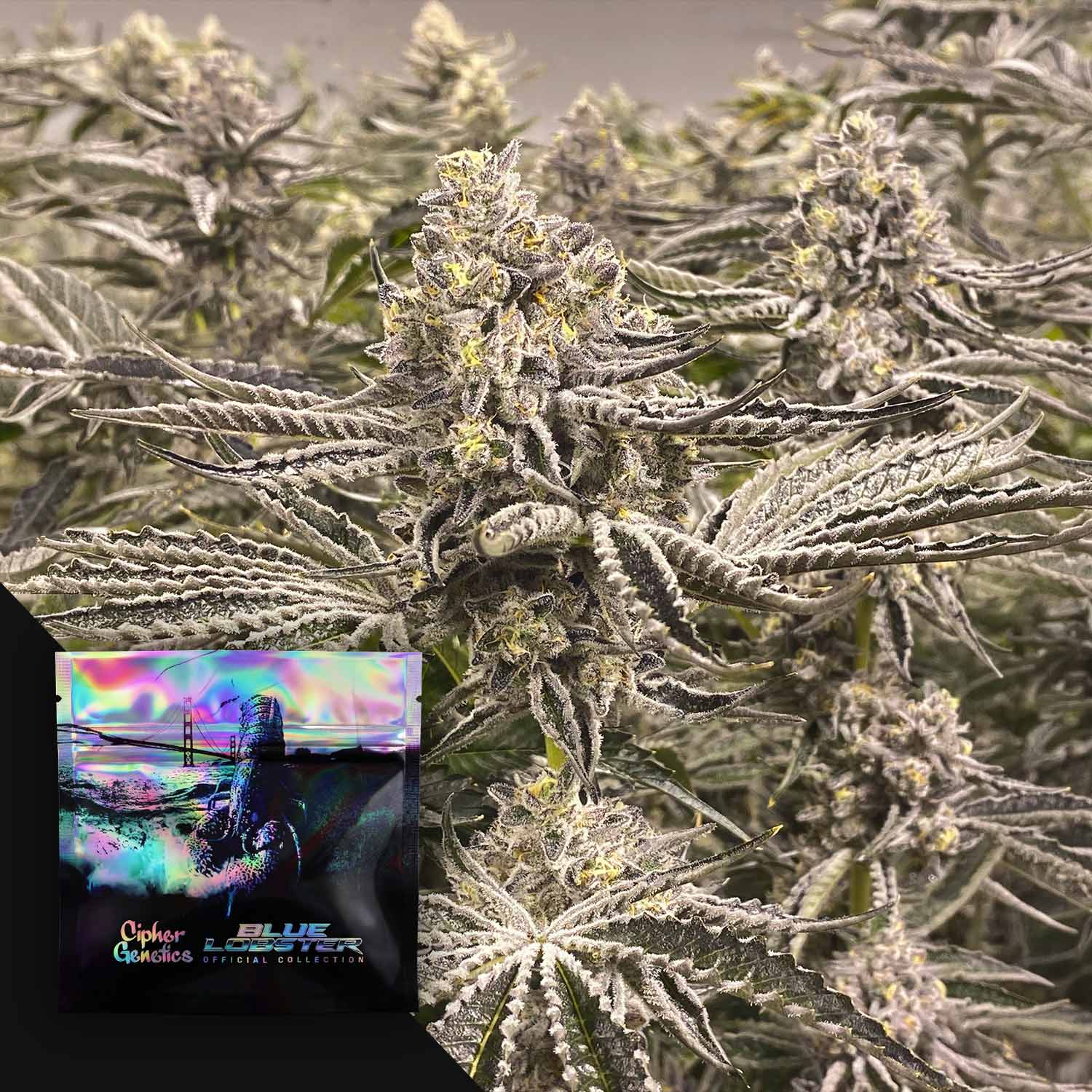 Commander des graines de cannabis Snow Lobster de Cipher Genetics ...