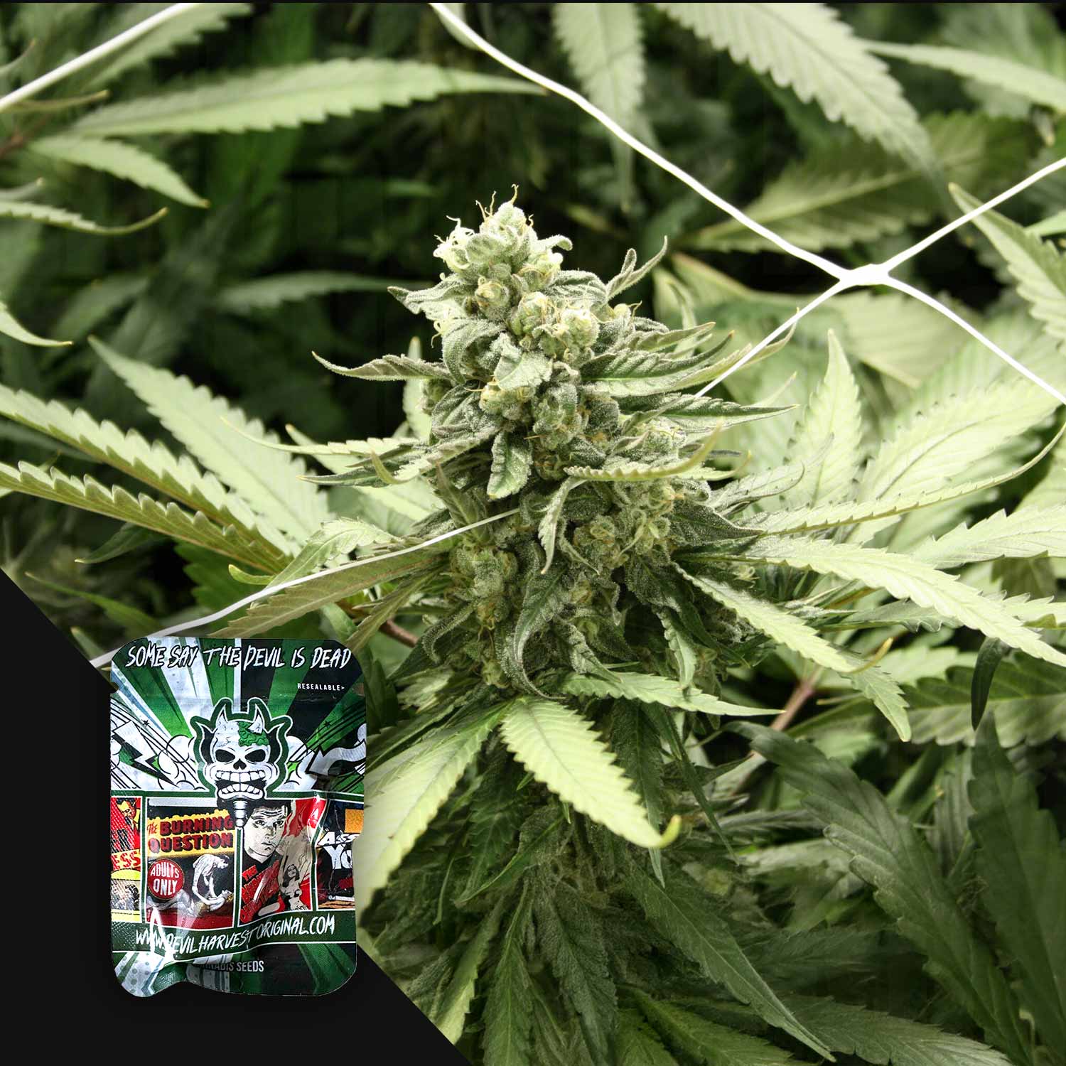 Nahaufnahme von RLX Runtz Cannabis-Knospen von Devil's Harvest, bunte Samenpackung in der unteren linken Ecke.