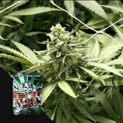Nahaufnahme von RLX Runtz Cannabis-Knospen von Devil's Harvest, bunte Samenpackung in der unteren linken Ecke.