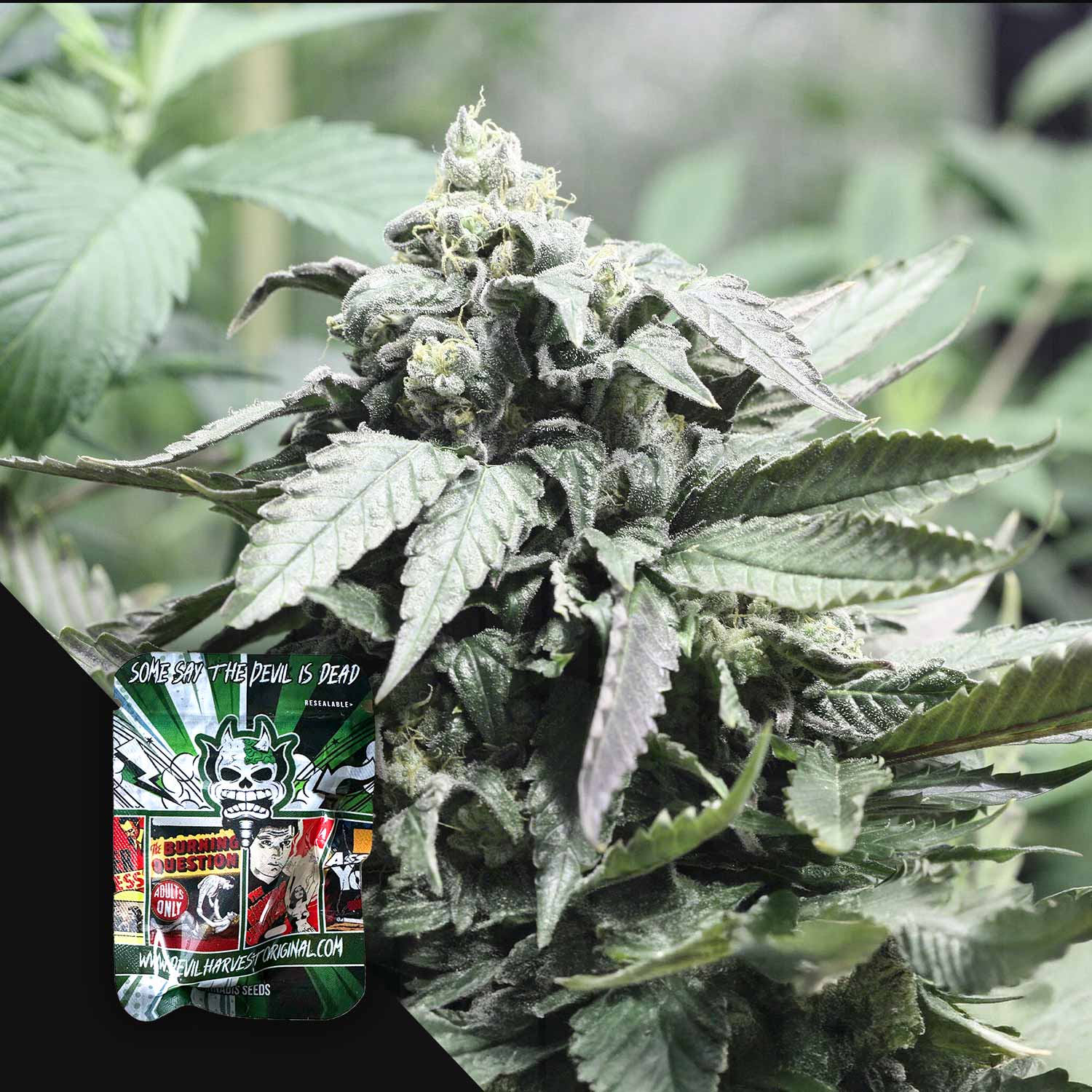Nahaufnahme einer Shore Line Cannabispflanze mit einer Devil's Harvest-Samentüte mit bunten Grafiken in der Nähe.