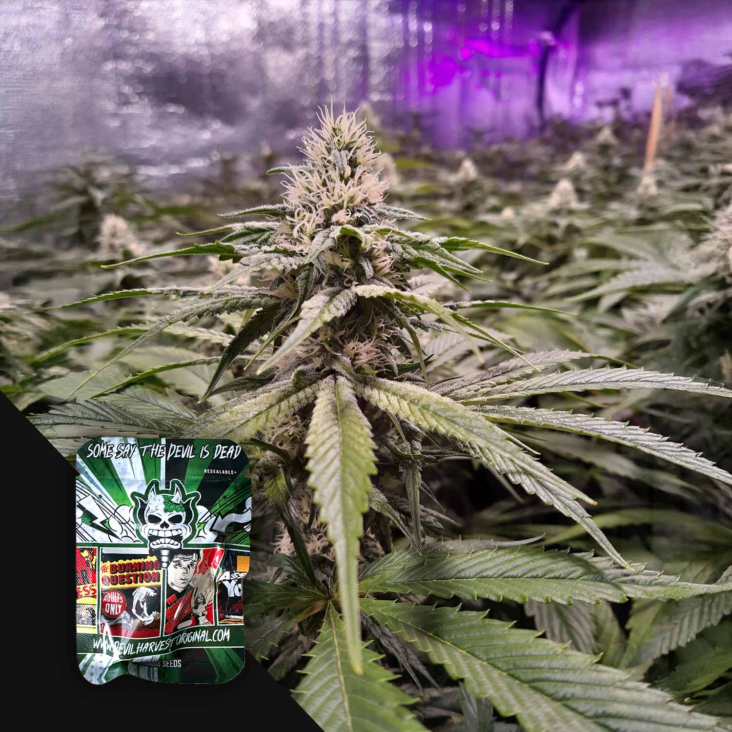 Nahaufnahme einer frostigen Pflanze mit violettem Licht, Ecke zeigt Devil’s Harvest Strawberry Sour Diesel Packung