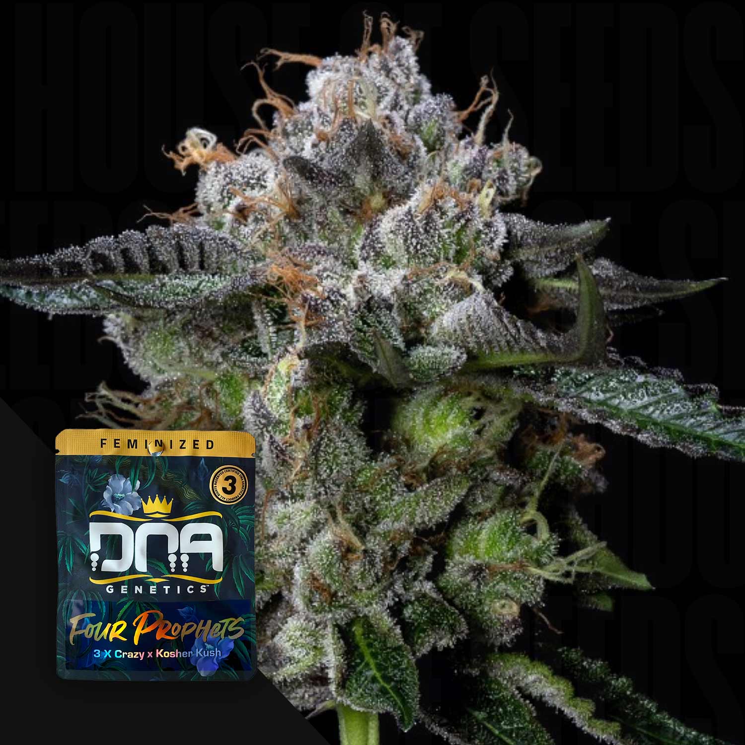 Eine frostige Cannabis-Knospe neben einer DNA Genetics Four Prophets Samenpackung.