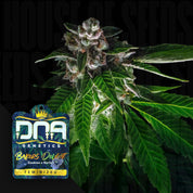 DNA-BD-0