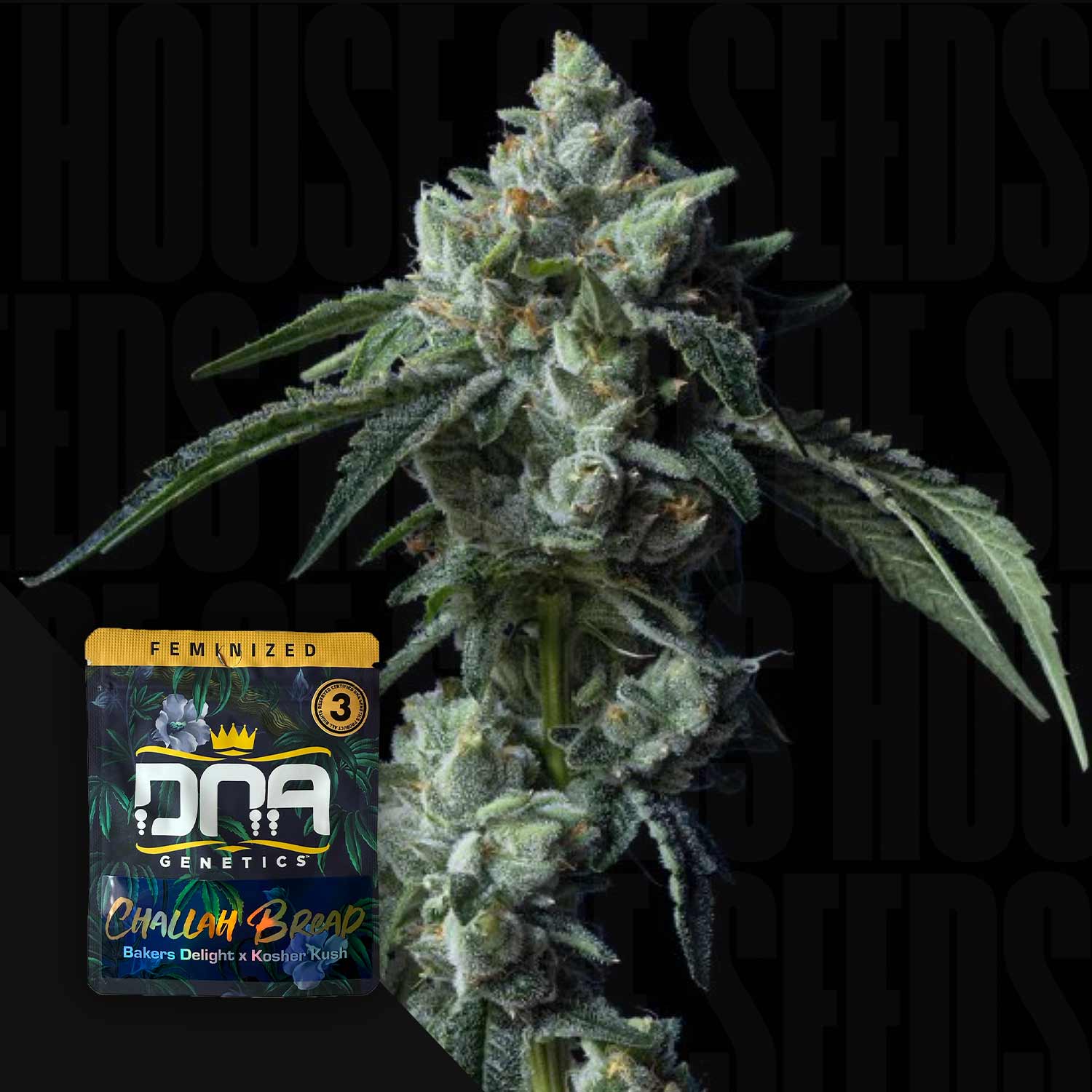 Nahaufnahme von Challah Bread von DNA Genetics; dichte Knospen und frostige Trichome, Samenpaket in der Ecke.