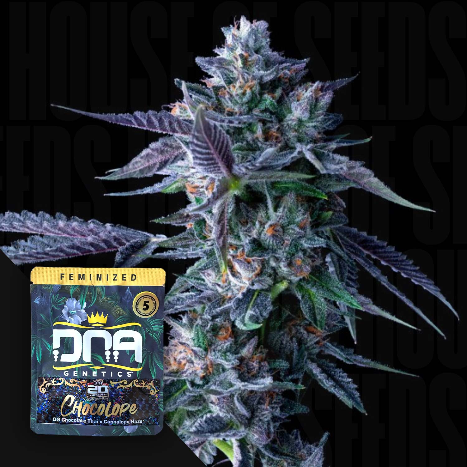 Eine Nahaufnahme der Chocolope-Pflanze von DNA Genetics.