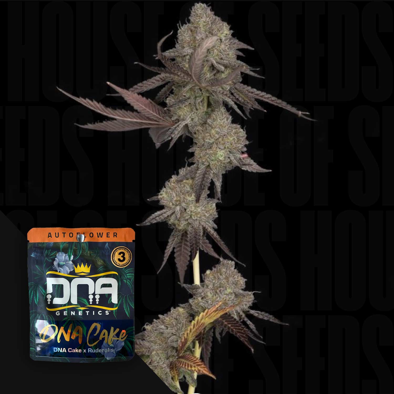 DNA-DNCA-0