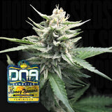 Honey Banana S1