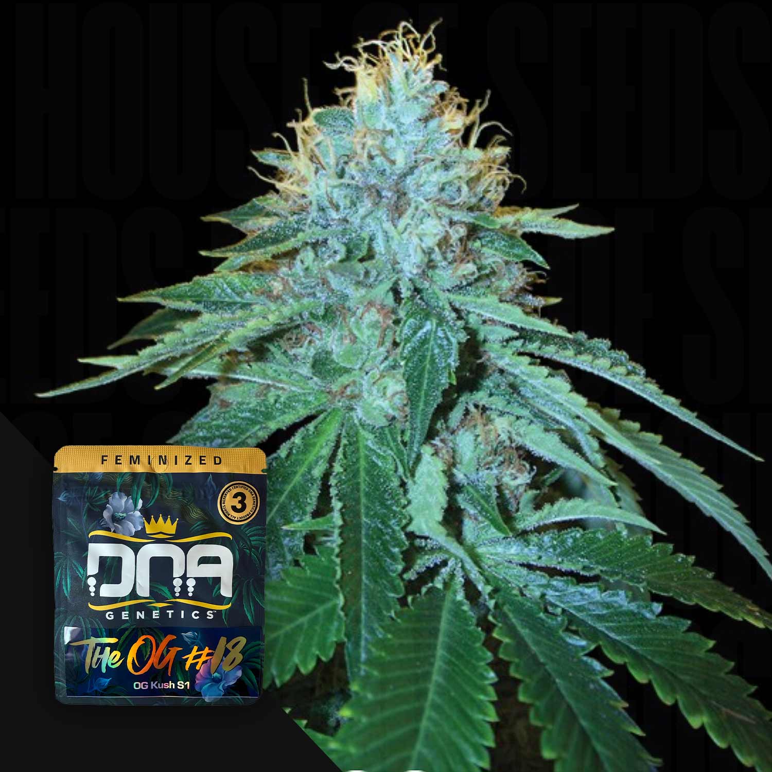 Eine Nahaufnahme von The OG #18 Cannabisknospen mit frostigen Trichomen und einem DNA Genetics Samenpaket in der Ecke.