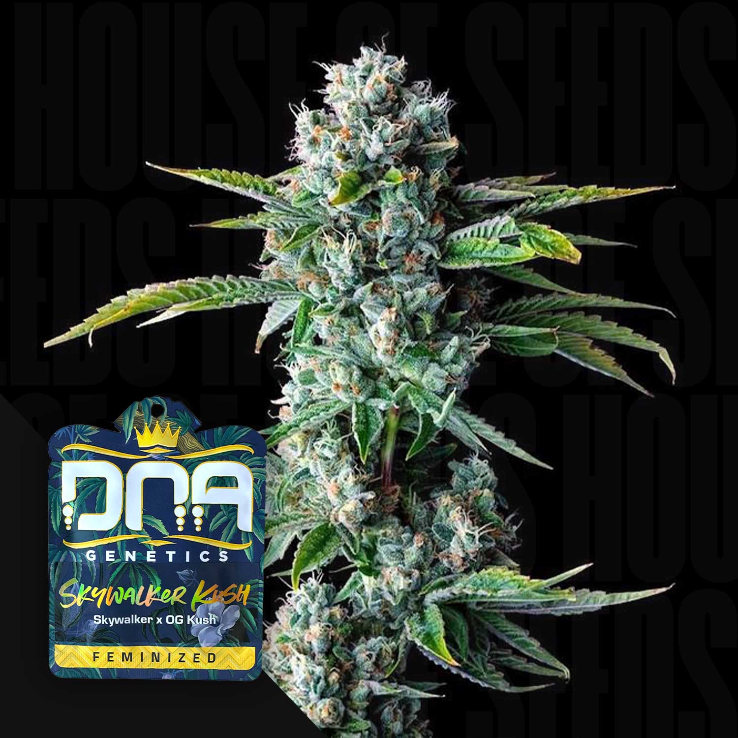 DNA-SKY-0