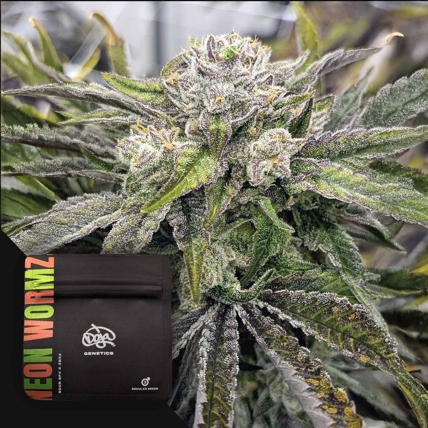 Nahaufnahme einer frostigen Cannabispflanze mit einem Doja Neon Wormz Samenpaket in der Ecke.