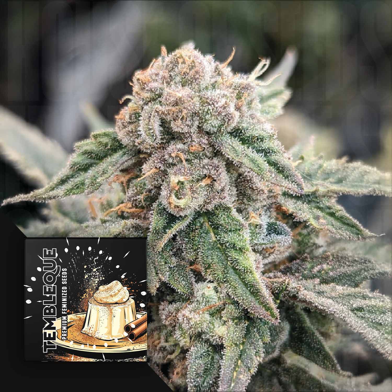 Nahaufnahme einer frostigen Cannabisknospe mit einer Doja Trembleque-Samenpackung, die in der Ecke eine Dessert-Illustration zeigt.