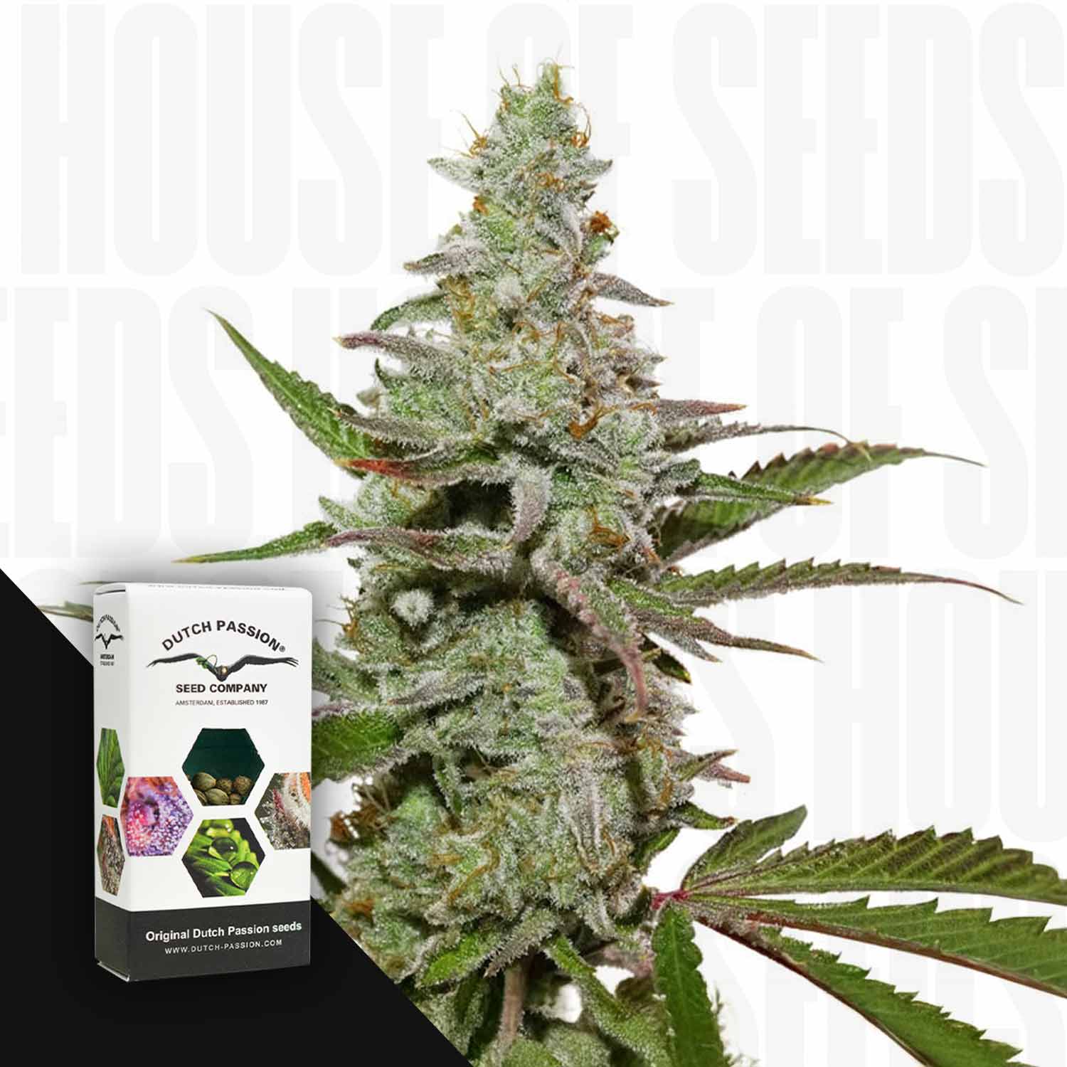 Nahaufnahme einer Amsterdam Amnesia Cannabispflanze neben einer Dutch Passion Box auf weißem Hintergrund.