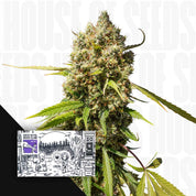 Reife Auto Elephant Pflanze mit frostigen Knospen, Ecke zeigt Super Sativa Seed Club Packung