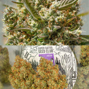 Nahaufnahme üppiger Auto Elephant Pflanzen mit Knospen, unten beschnittene Knospen im runden Behälter