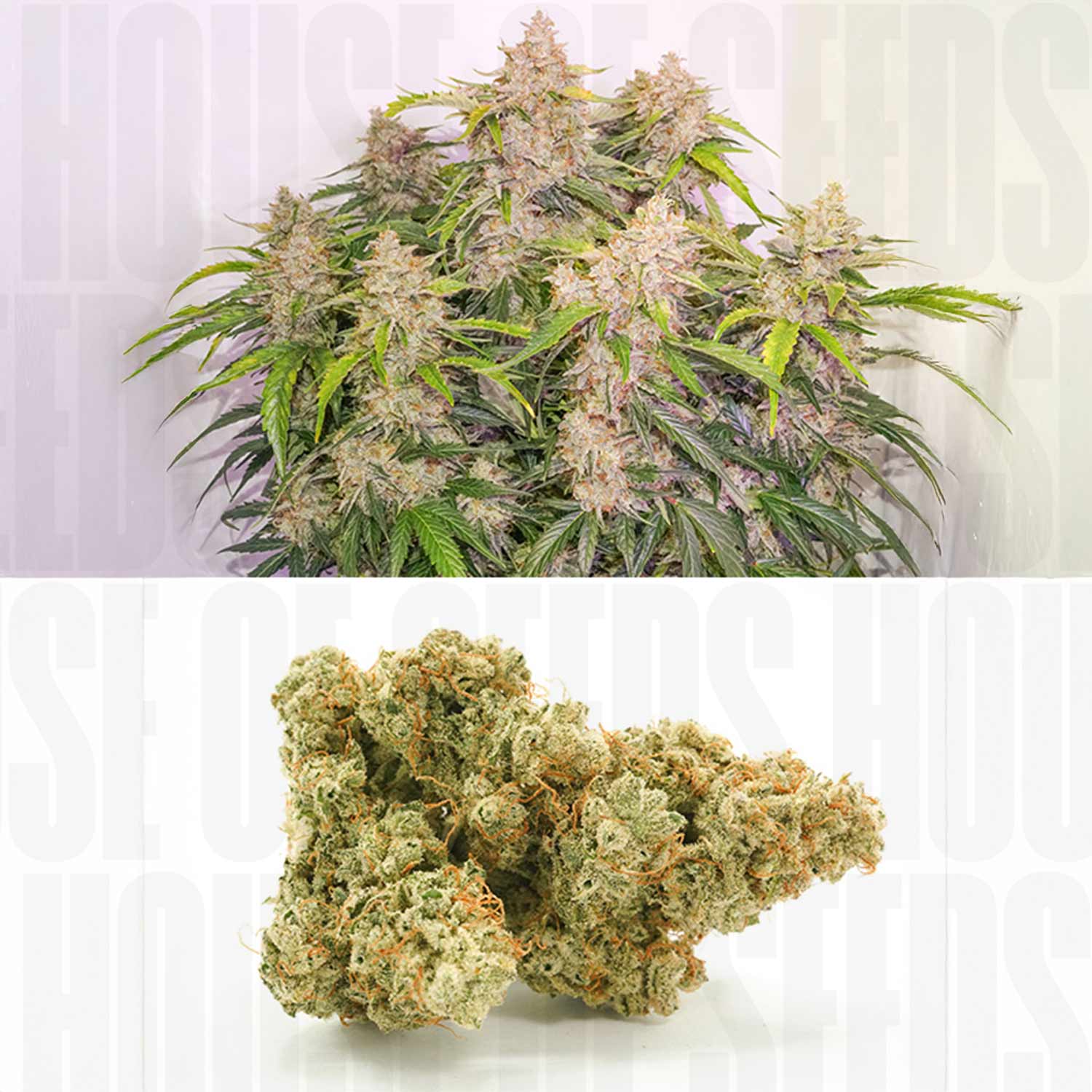 Oben Auto Skywalker Haze von Dutch Passion mit dichten lilafarbenen Blüten, unten getrimmte Blüten mit orangefarbenen Haaren und Trichomen