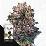 Nahaufnahme einer bunten Blueberry-Cannabis-Knospe mit einer Dutch Passion-Samenschachtel auf der linken Seite, weißer Hintergrund.