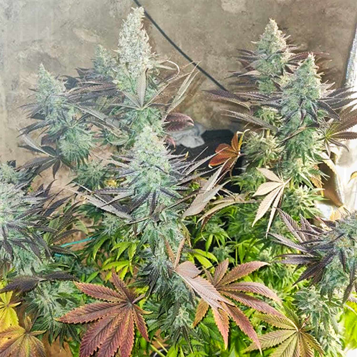 Blueberry von Dutch Passion hat frostige Knospen mit grünen, violetten und rötlich-braunen Blättern.