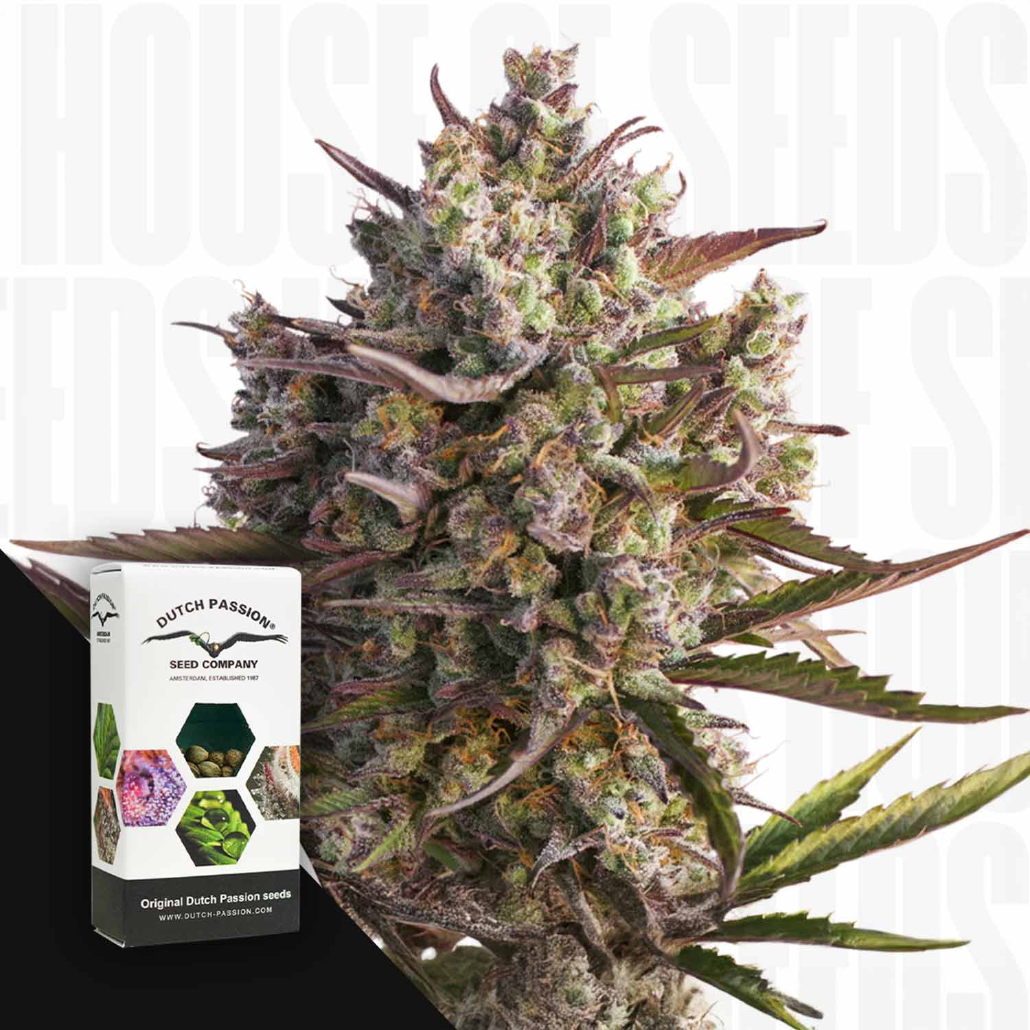 Nahaufnahme einer Auto Blueberry Cannabisknospe mit einer Dutch Passion Samenbox im Vordergrund, weißer Hintergrund.