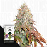Auto Banana Blaze