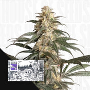 Nahaufnahme einer Black Lebanon Cannabis Pflanze mit dichten Knospen und grünen Blättern, Ecke zeigt Super Sativa Seed Club Packung